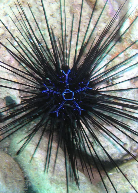 عکس Savigny's long-spined urchin
