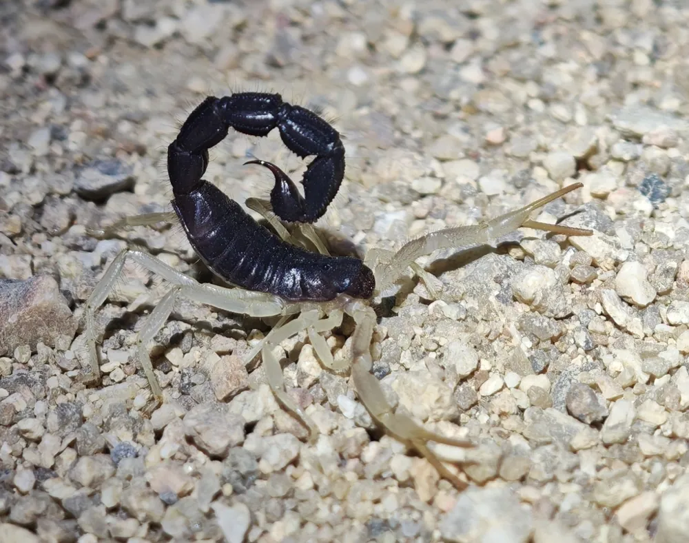 د Schlechter's thick-tailed scorpion عکس