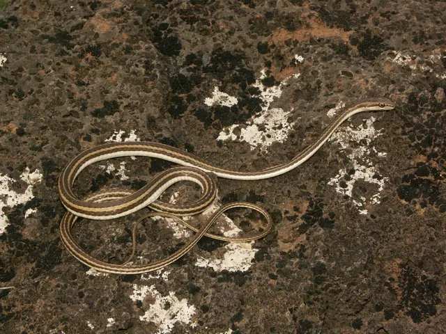 عکس Schokari sand racer