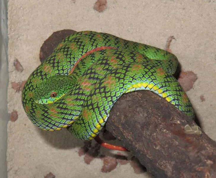 د Schultze's pit viper عکس