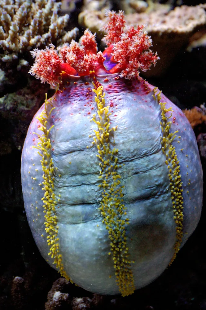 صورة Sea apple
