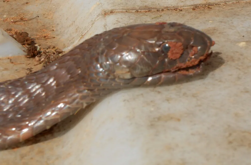د Senegalese cobra عکس