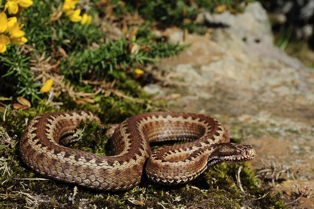 د Seoane's viper عکس