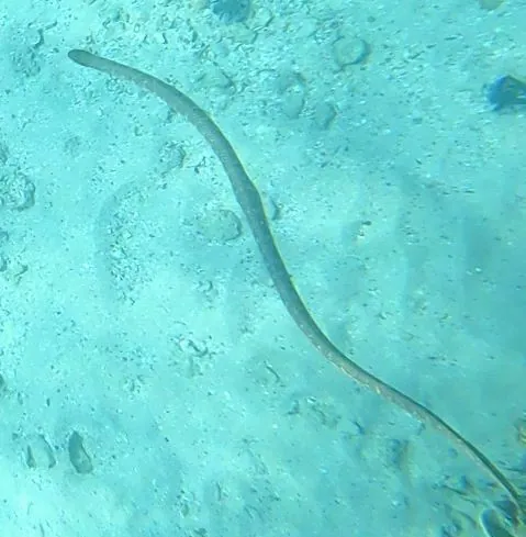 عکس Shark Bay sea snake