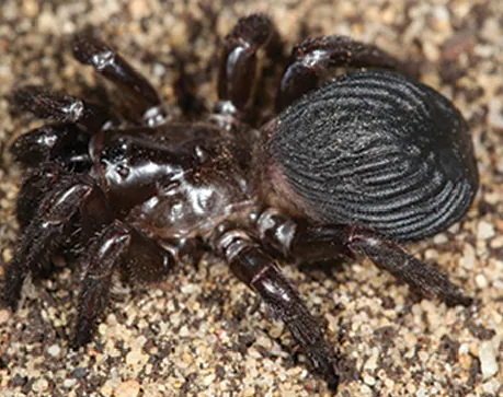 د Shield-backed trapdoor spider عکس