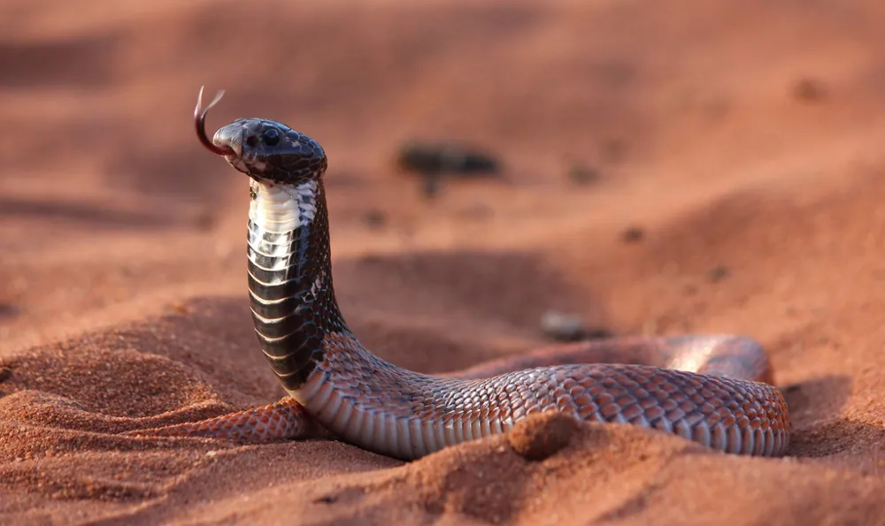 عکس Shield-nosed cobra