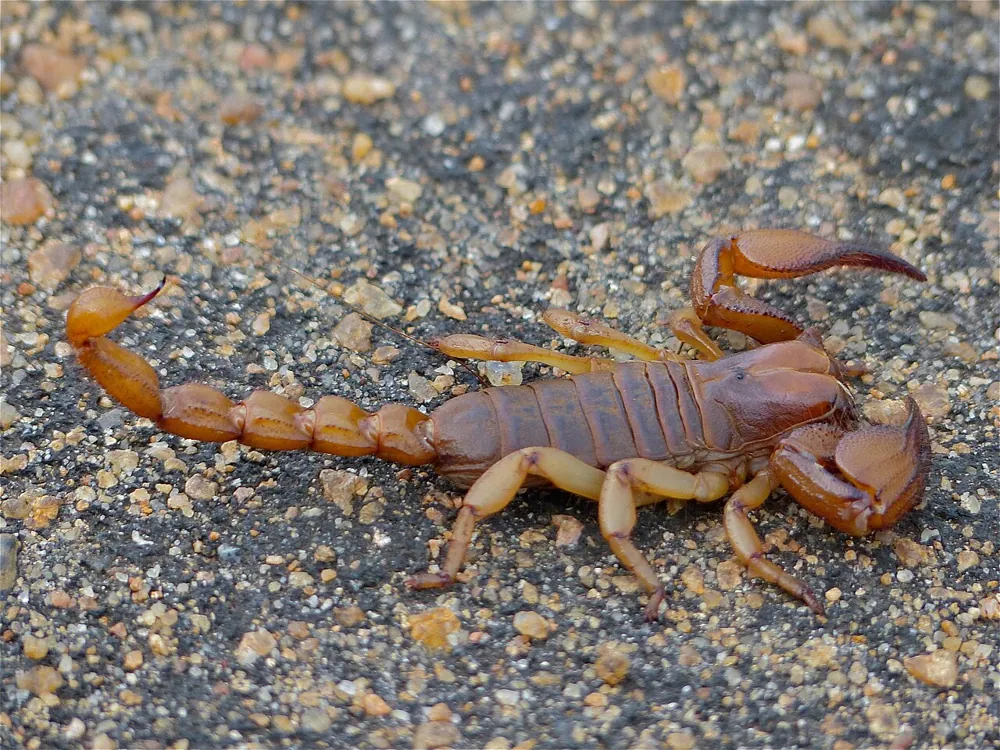 عکس Shiny burrowing scorpion