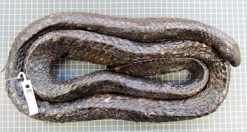 د Short-nosed sea snake عکس