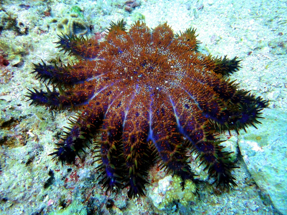 ภาพของShort-spined crown-of-thorns starfish