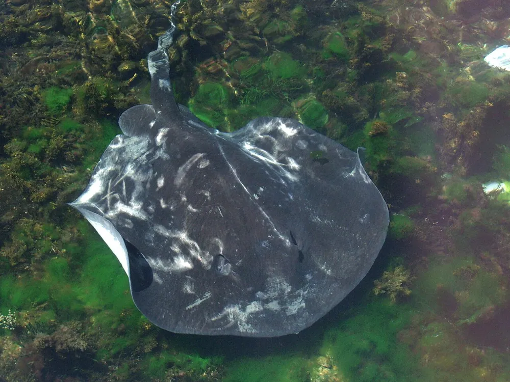 عکس Short-tail stingray