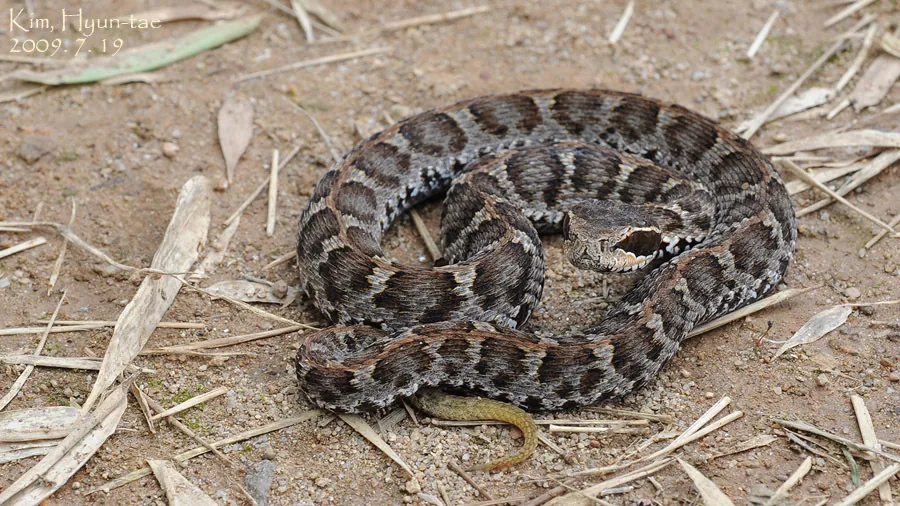 عکس Short-tailed mamushi
