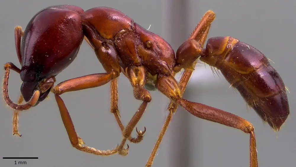 عکس Siafu driver ant
