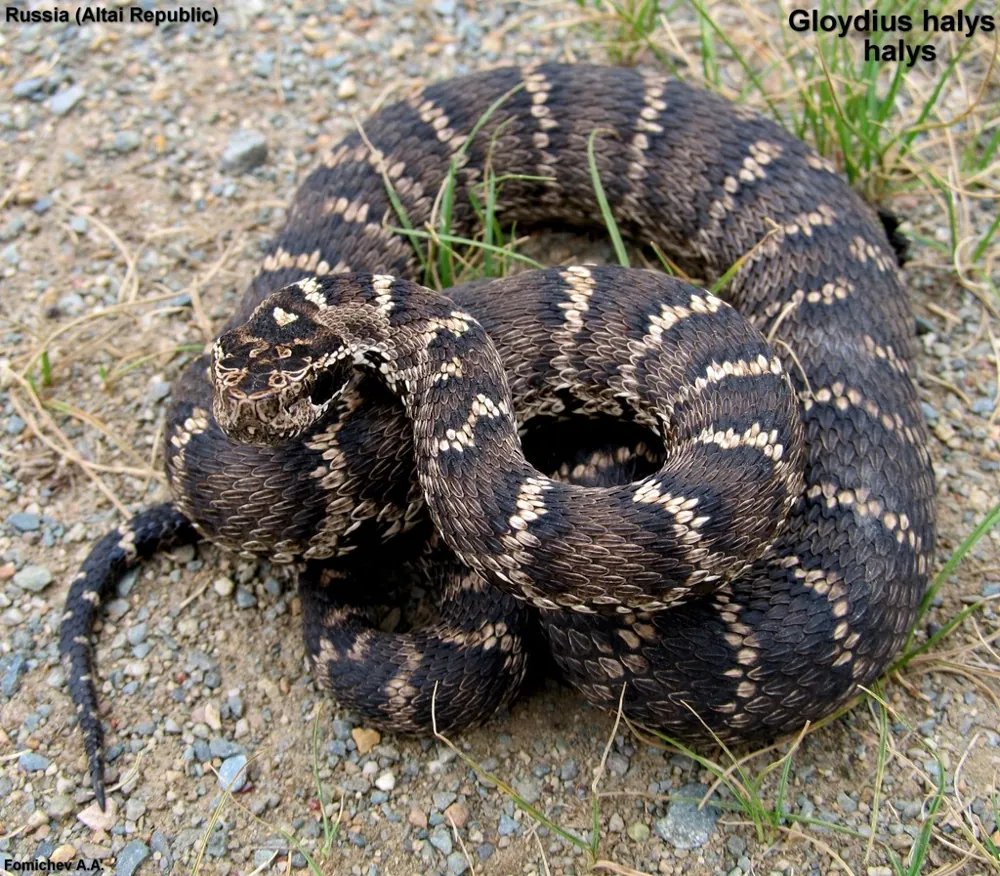 د Siberian pit viper عکس