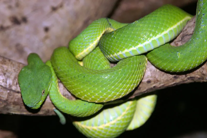 د Side-striped palm pitviper عکس