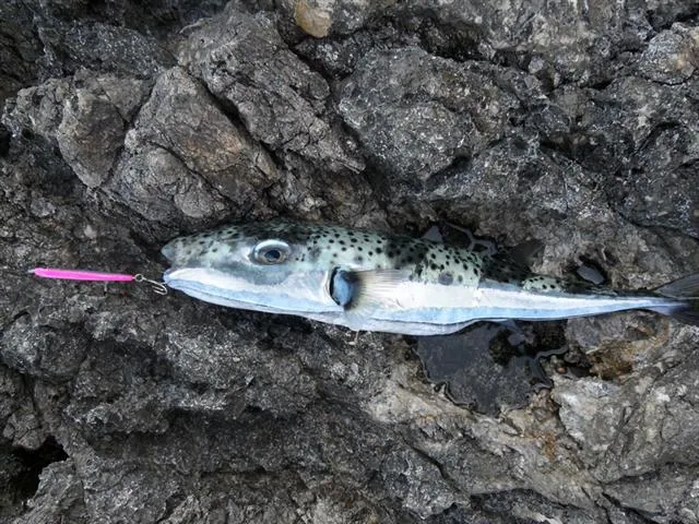 عکس Silver-cheeked toadfish