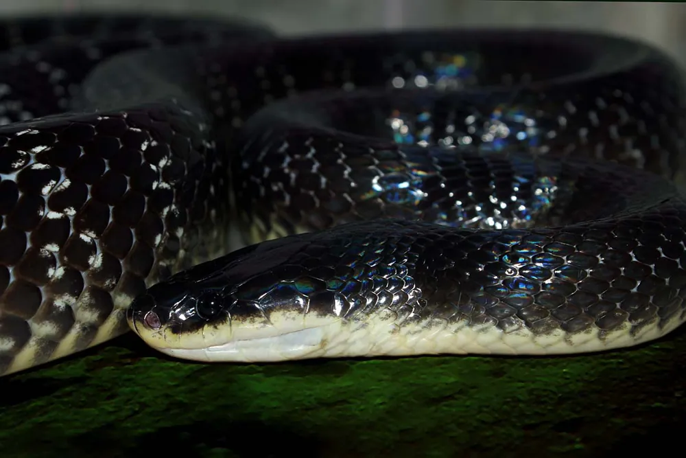 Sind krait-এর ছবি