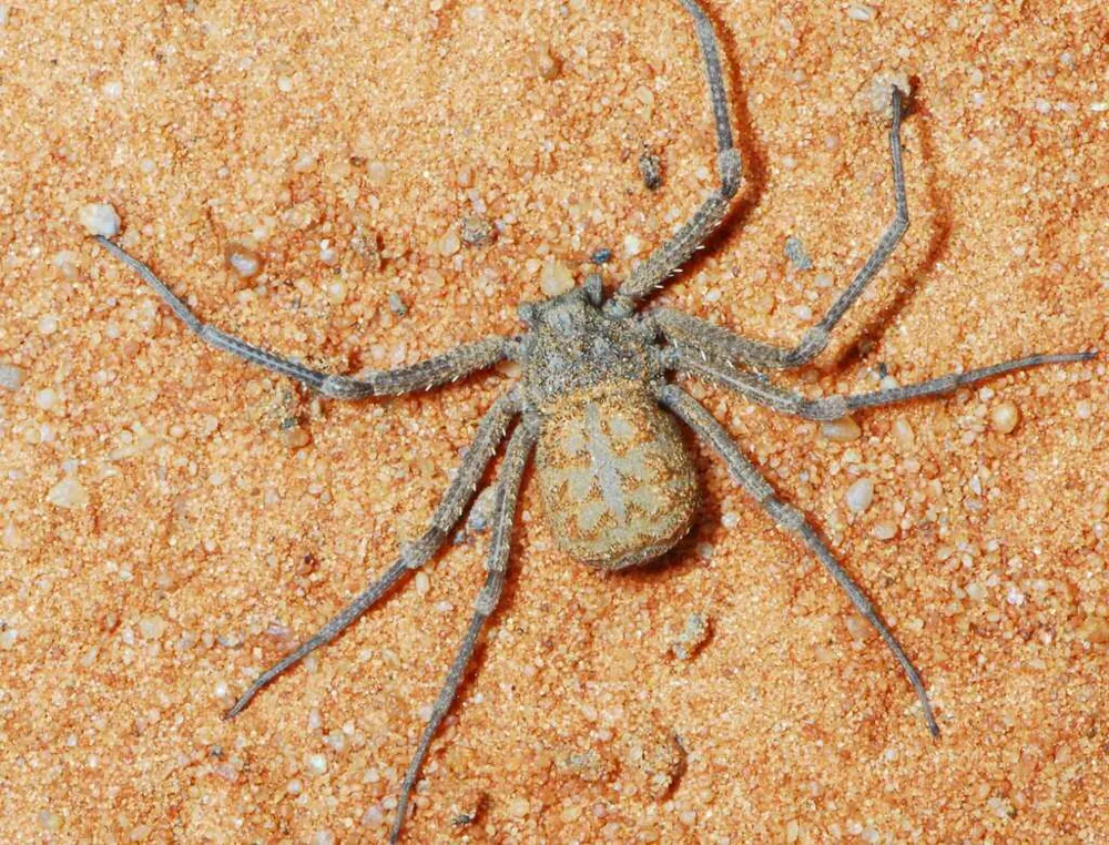 د Six-eyed sand spider عکس