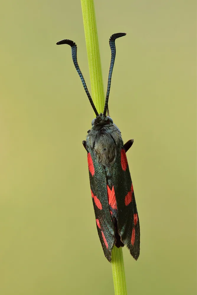 د Six-spot burnet عکس