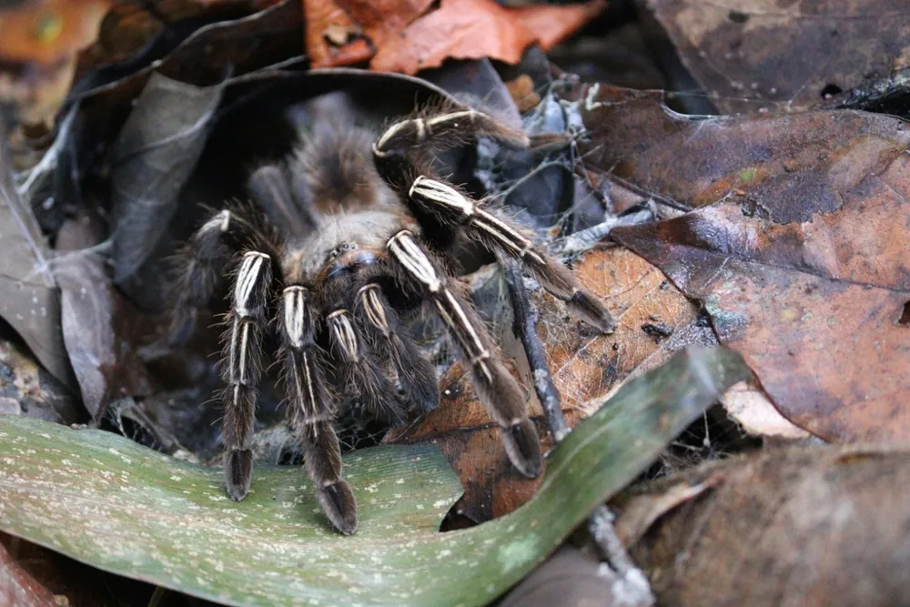 Picha ya Skeleton tarantula