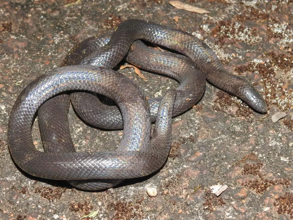 ภาพของSlender burrowing asp