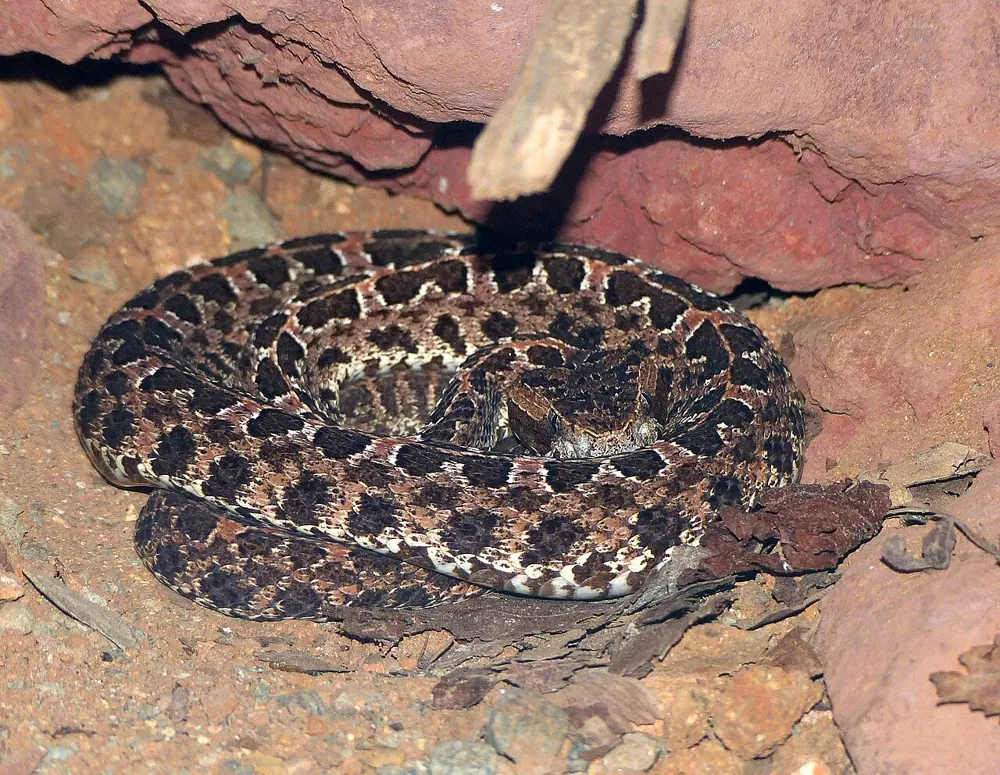 عکس Slender hognosed pitviper