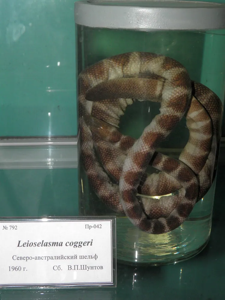 د Slender-necked sea snake عکس