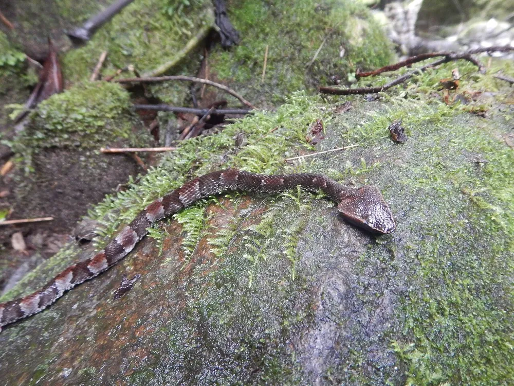 عکس Small-eyed toadheaded pitviper