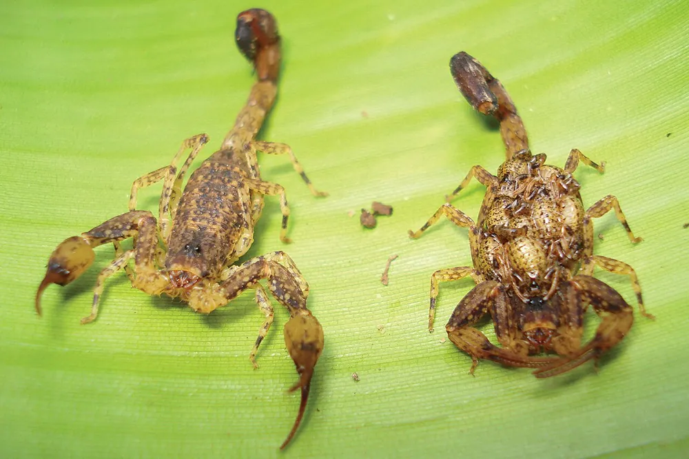 ภาพของSmall forest scorpion