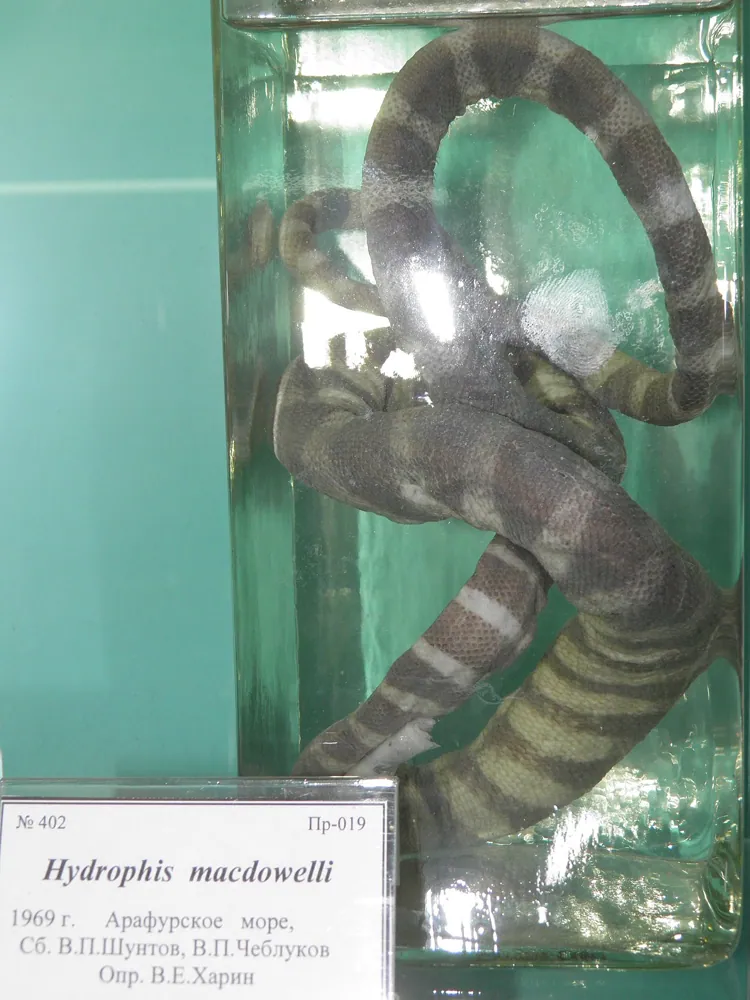 عکس Small-headed sea snake