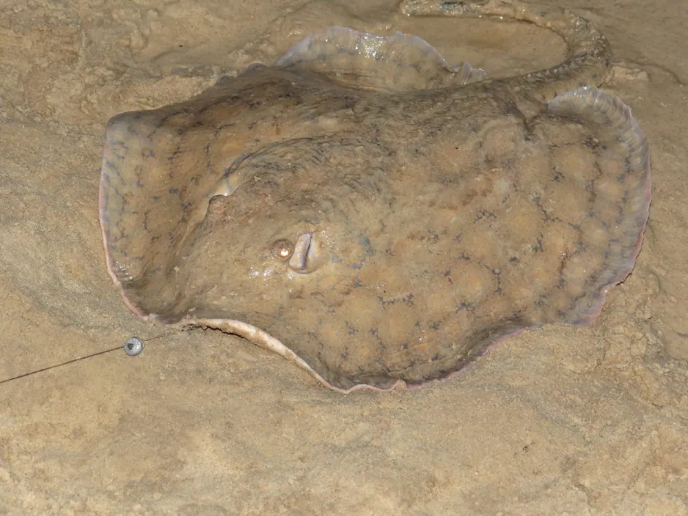 عکس Smooth back river stingray