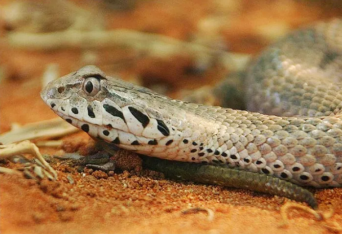 عکس Smooth-scaled death adder