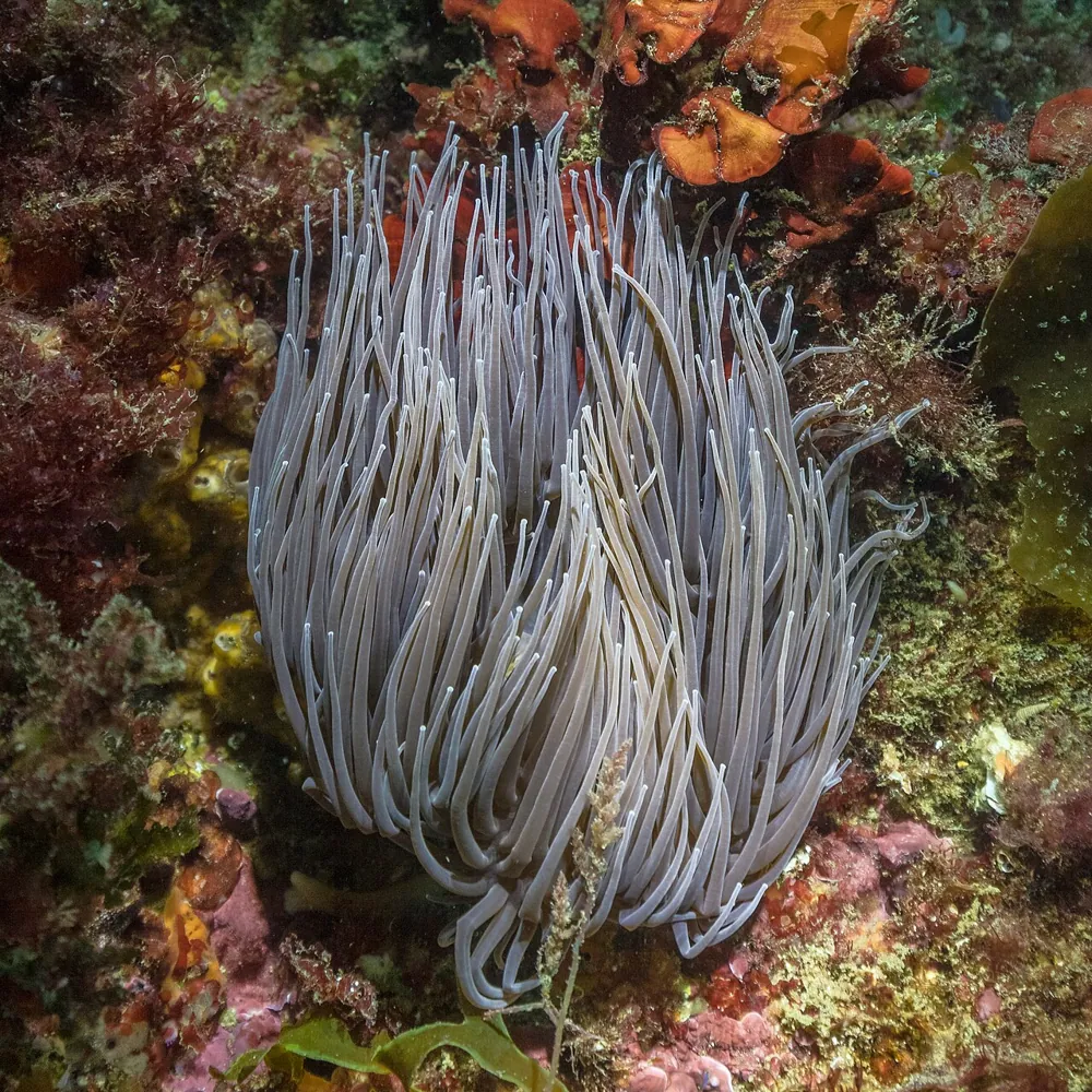 Snakelocks anemone-இன் புகைப்படம்