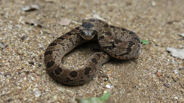 ภาพของSnouted night adder