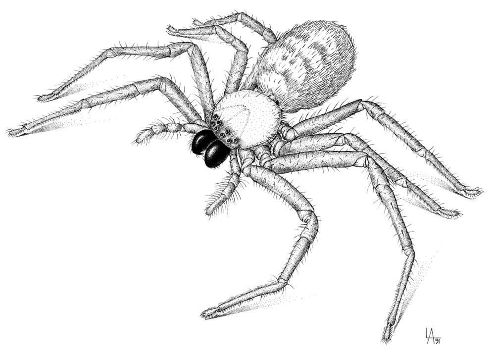 عکس Social huntsman spider