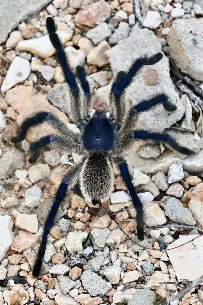 عکس Socotra Island blue baboon spider