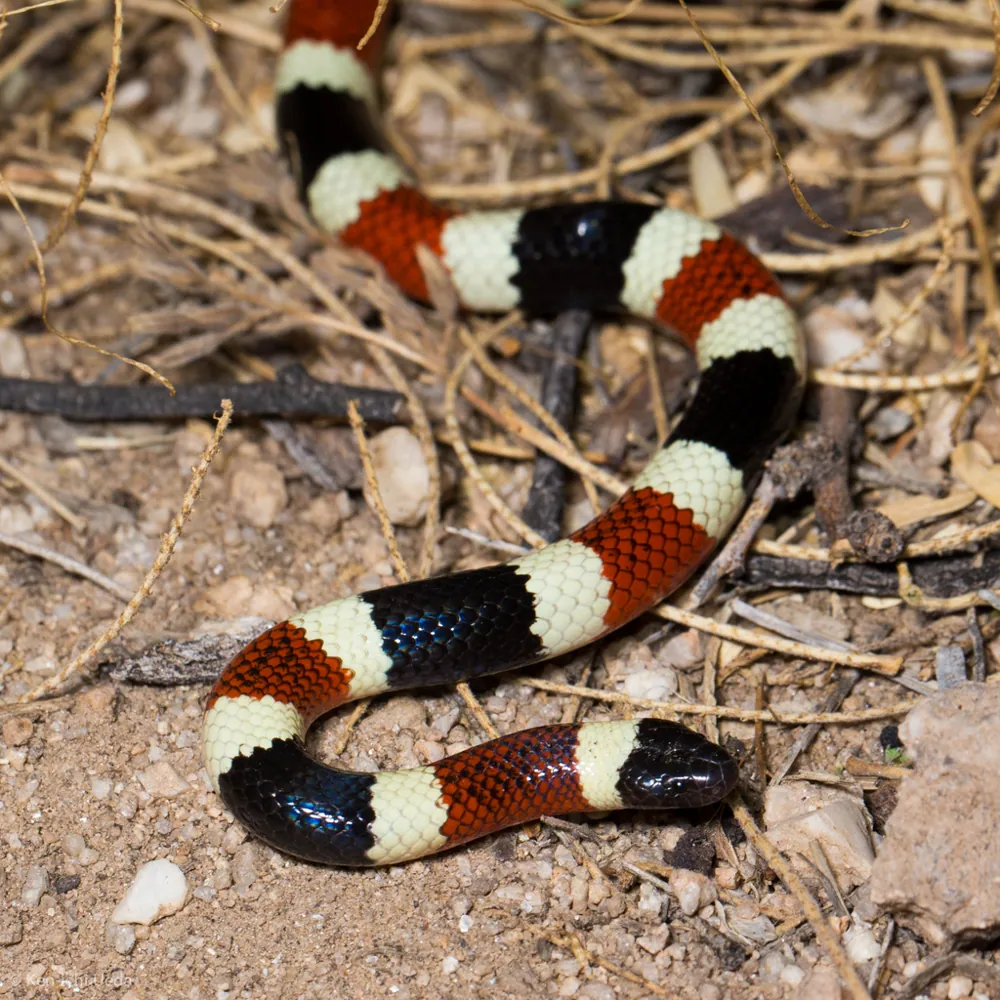 عکس Sonoran coral snake
