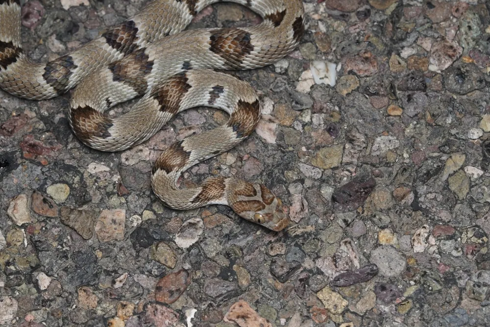 Foto de Sonoran lyre snake