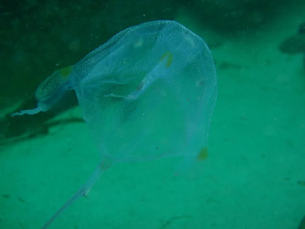 عکس South African box jellyfish