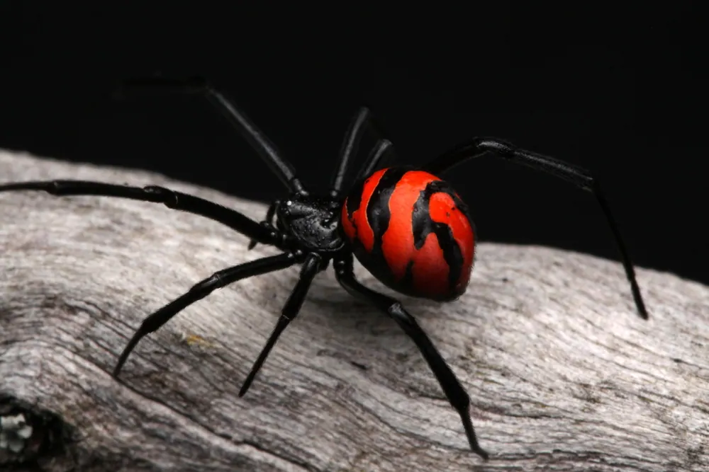 د South American black widow عکس