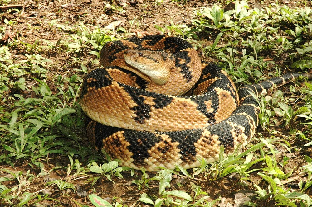 عکس South American bushmaster