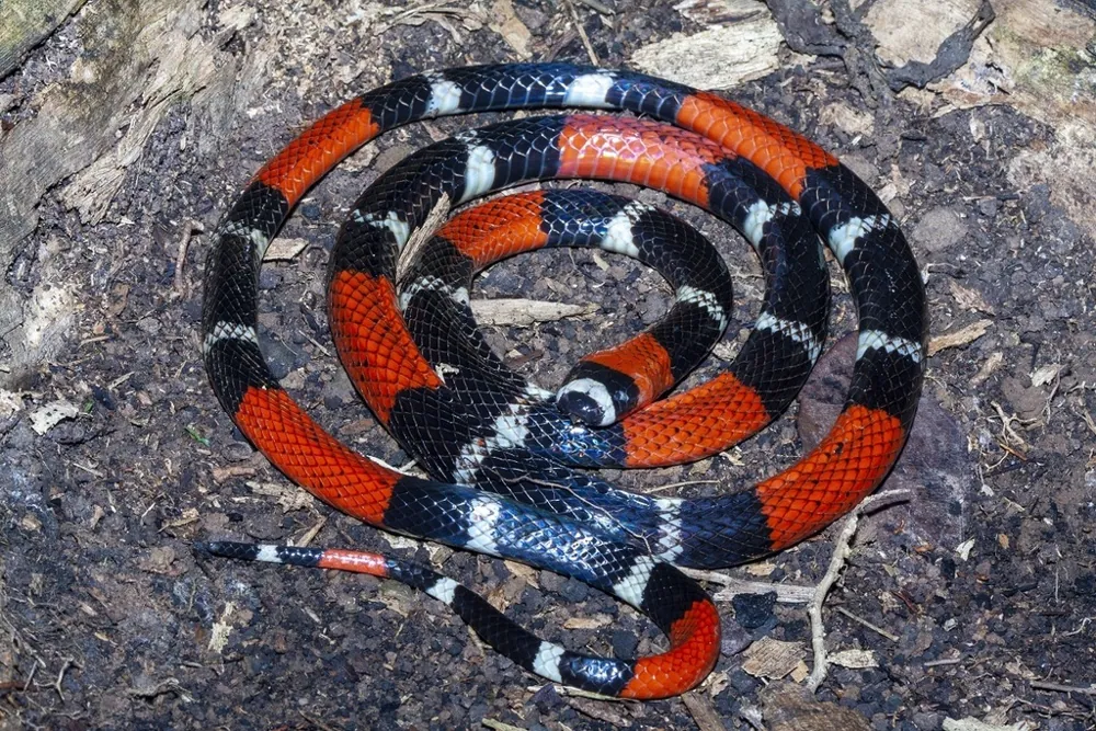 Foto de South American coral snake