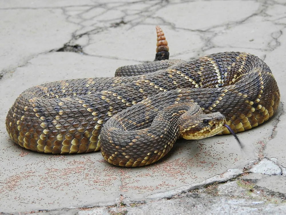 Fotka: South American rattlesnake