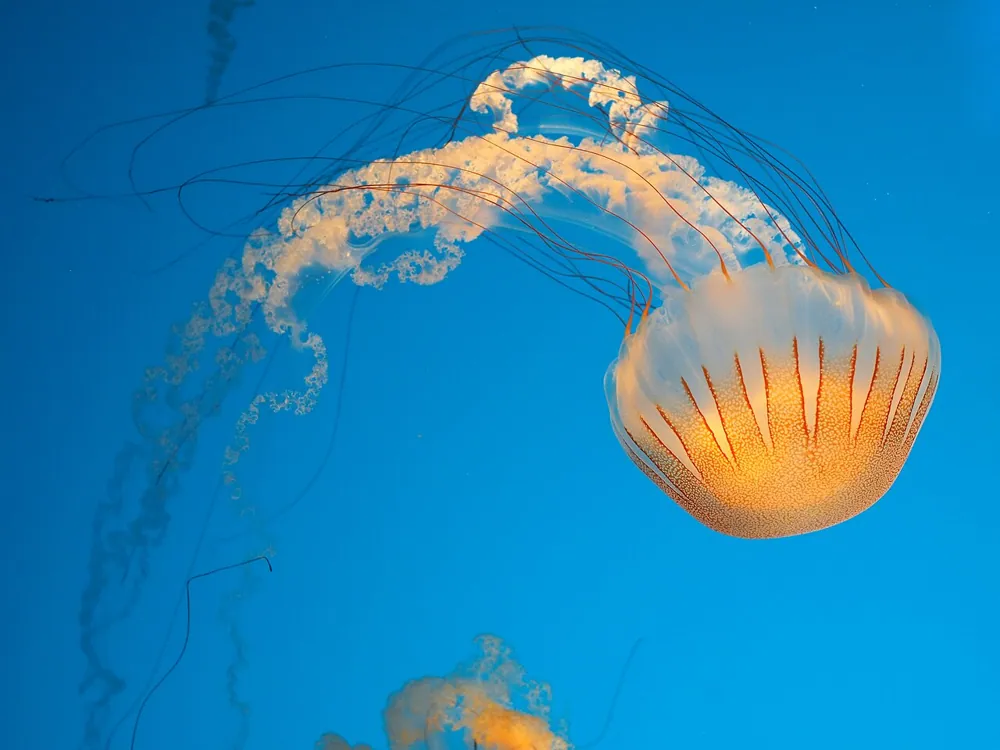 South American sea nettle: ഫോട്ടോ