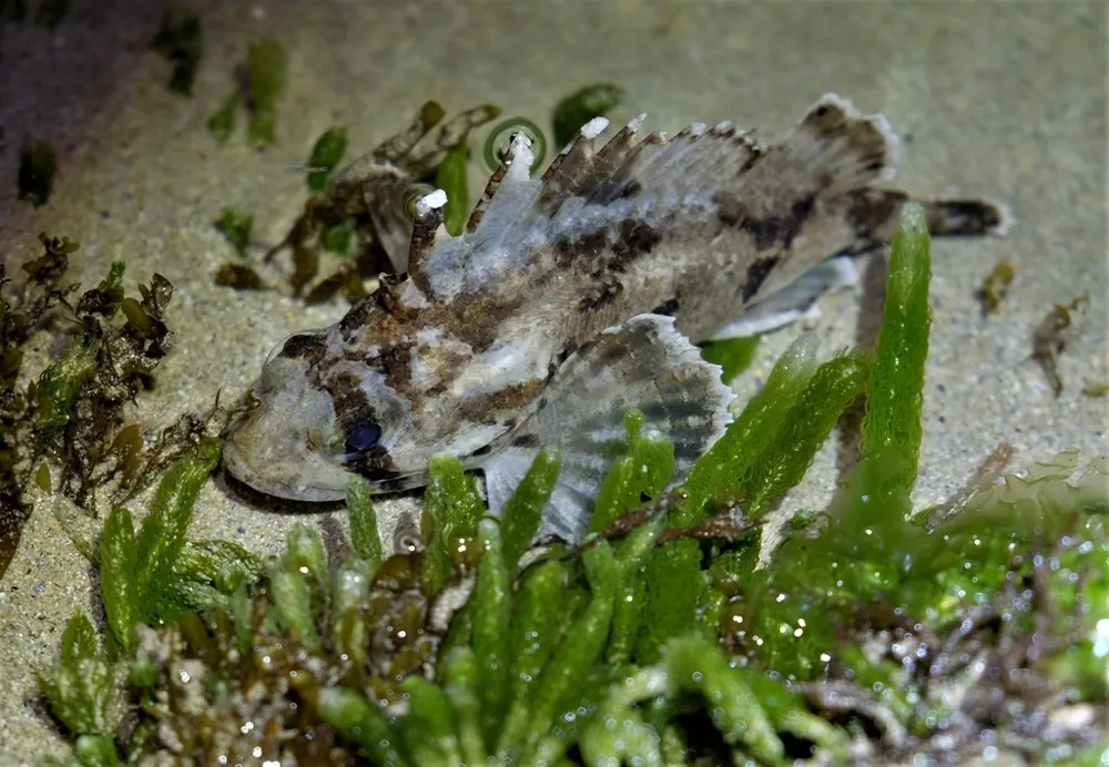 Foto de South Australian cobbler