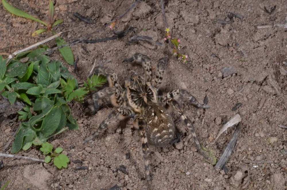 د South Russian tarantula عکس