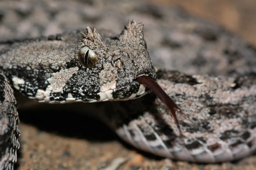Foto de Southern adder