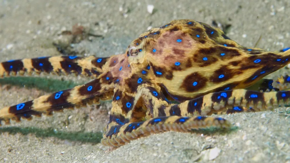 عکس Southern blue-ringed octopus