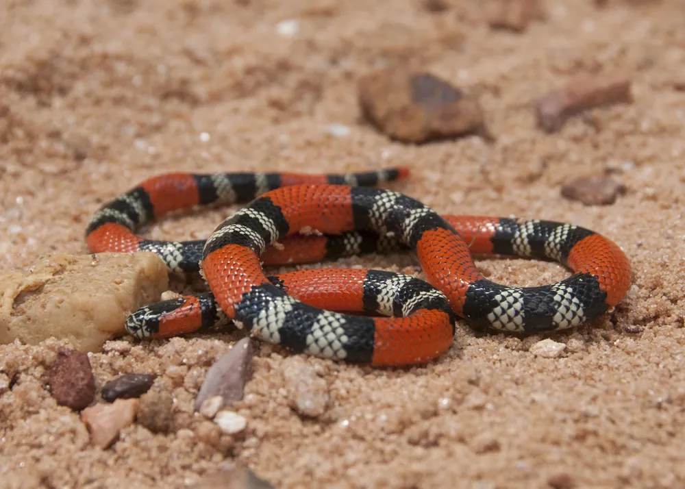 عکس Southern coral snake