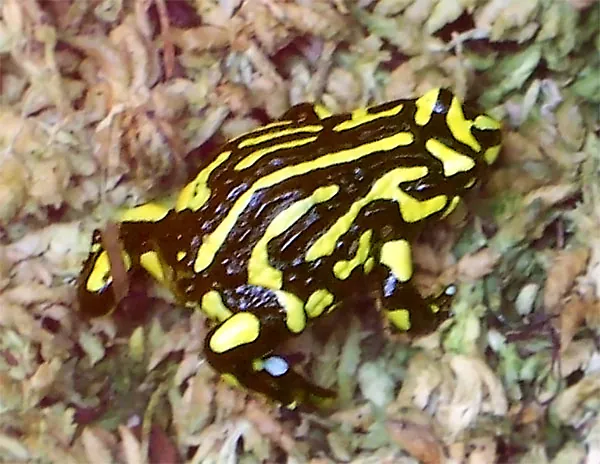 Foto de Southern corroboree frog