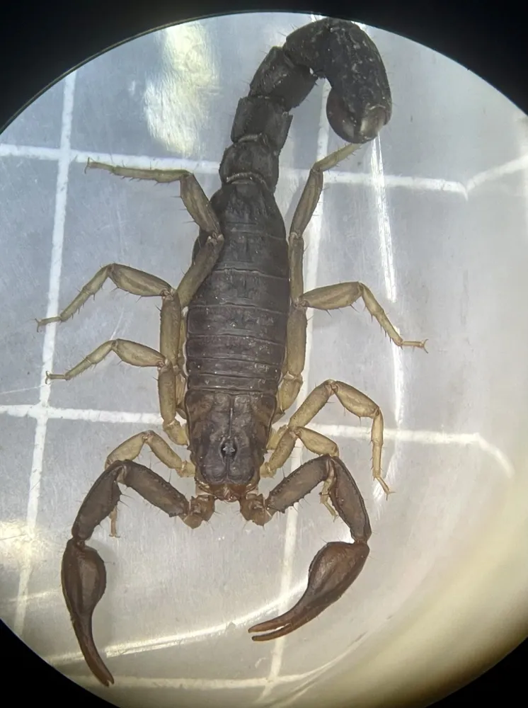 عکس Southern devil scorpion
